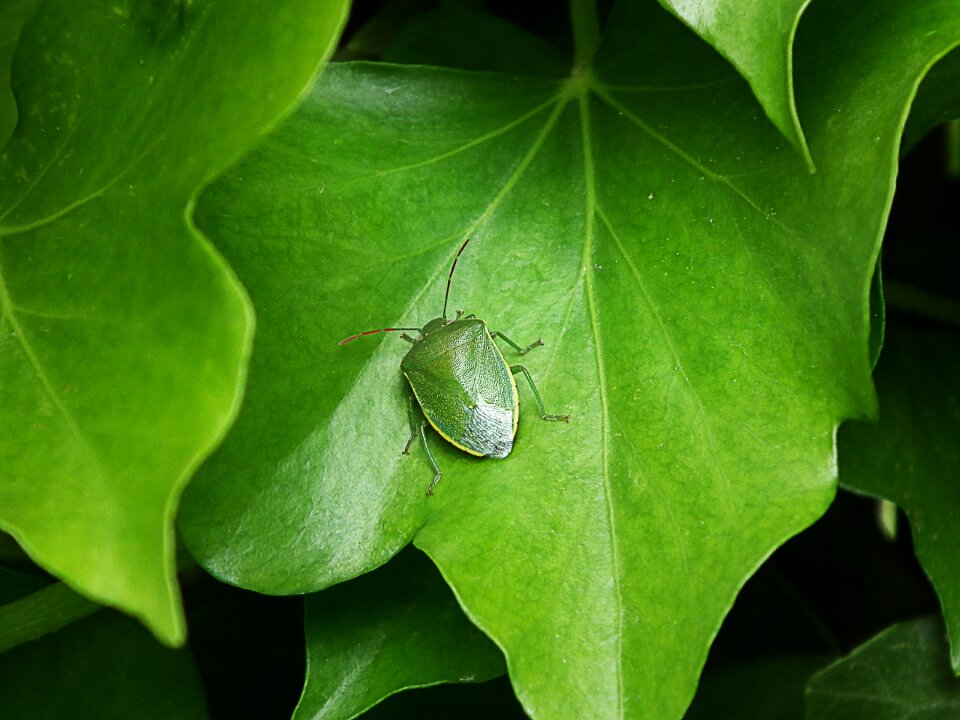 Insect macro foliage