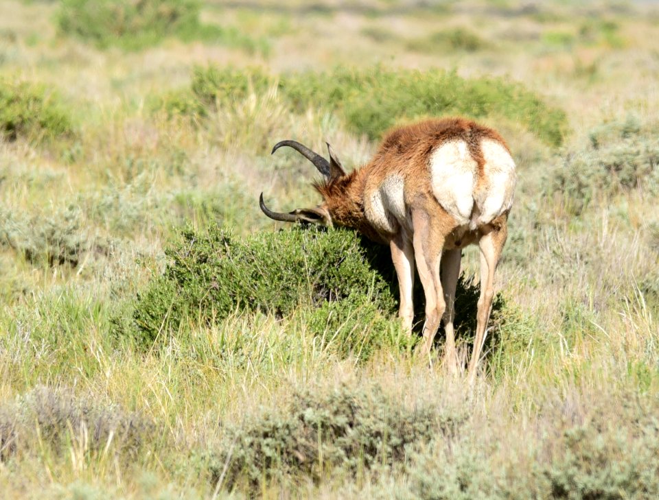 Pronghorn on Seedskadee National Wildlife Refuge