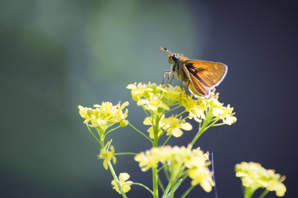 Green wings yellow