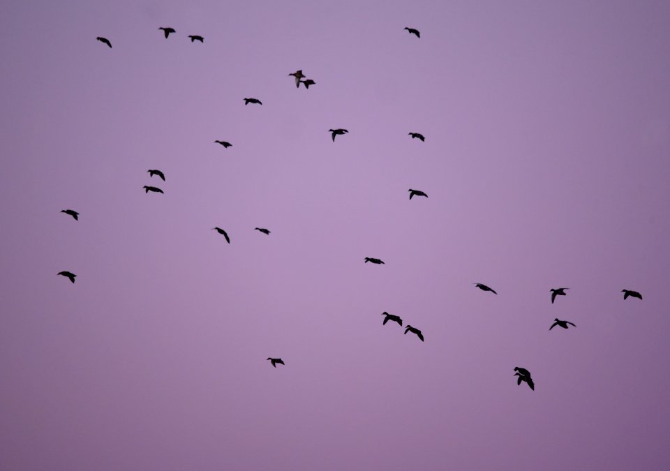 Twilight Mallards
