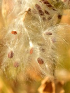 Showy milkweed (Aesclepias speciosa) at Seedskadee National Wildlife Refuge photo