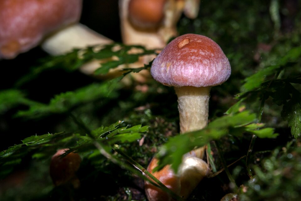 Schwefelkopf toxic forest