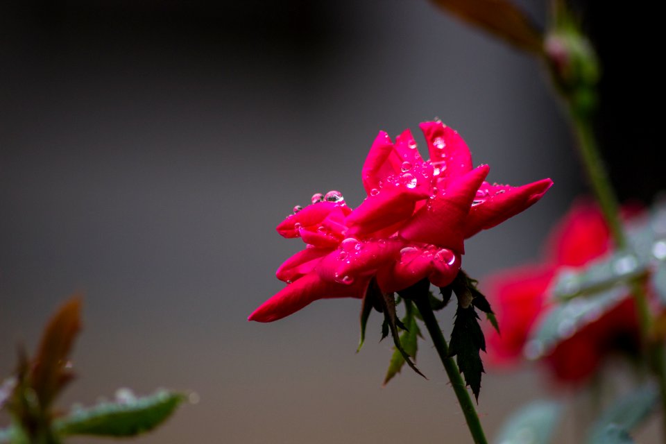 Rainy Day Macro 1