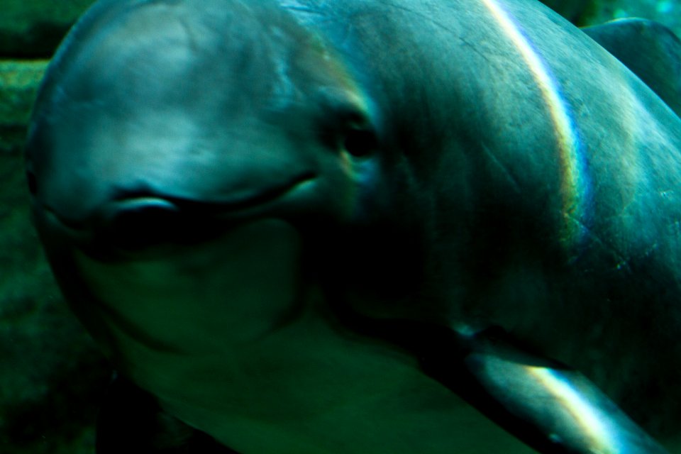Smiley dolphin