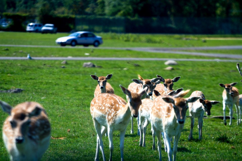 Deers