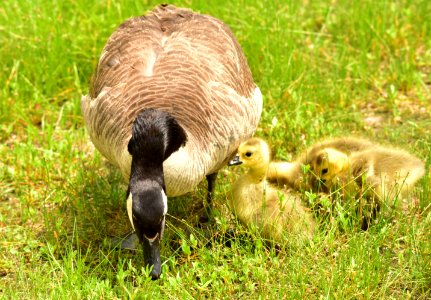 Canada geese photo