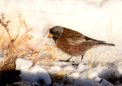 Gray-crowned rosy-finch at Seedskadee National Wildlife Refuge photo