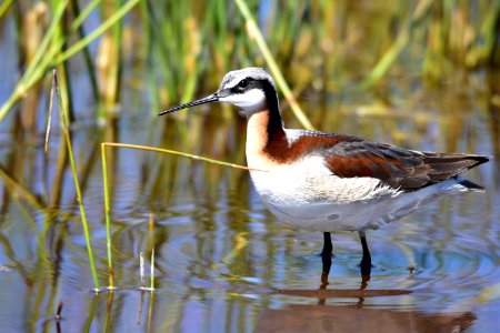 Wilson's phalarope at Seedskadee National Wildlife Refuge photo