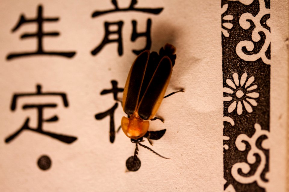 Firefly without fire