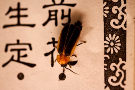 Firefly without fire