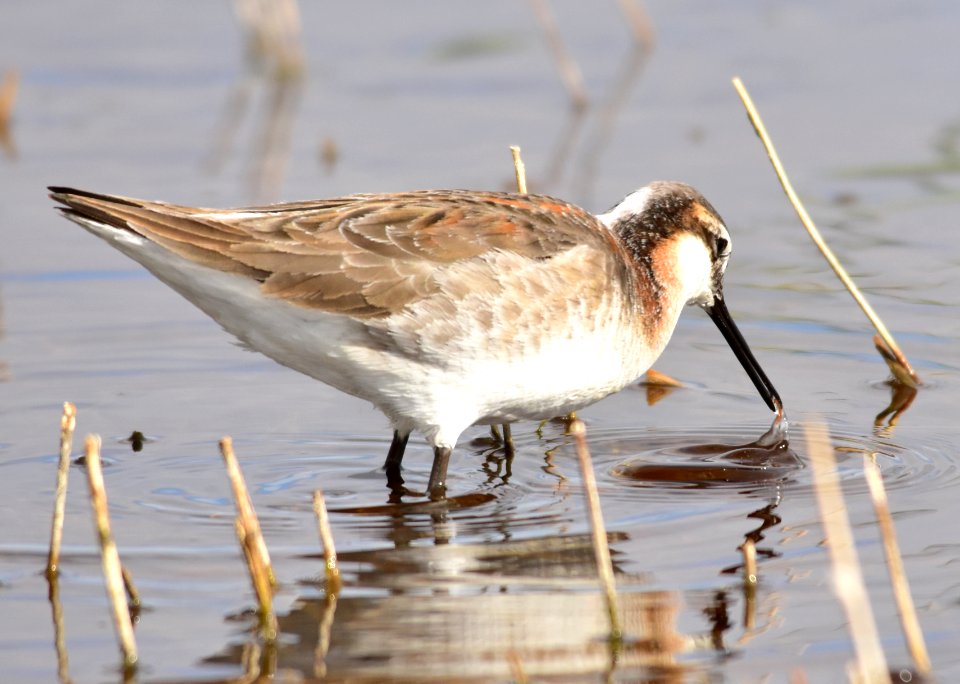 Wilson's phalarope at Seedskadee National Wildlife Refuge
