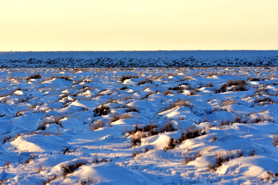 Sage Steppe in winter at Seedskadee National Wildlife Refuge