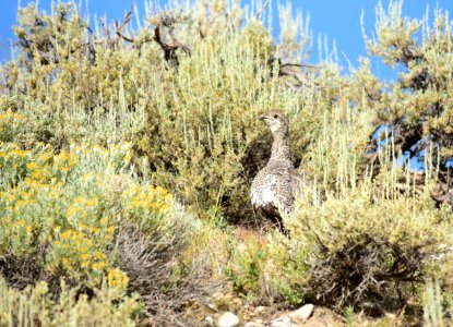 Greater sage-grouse at Seedskadee National Wildlife Refuge