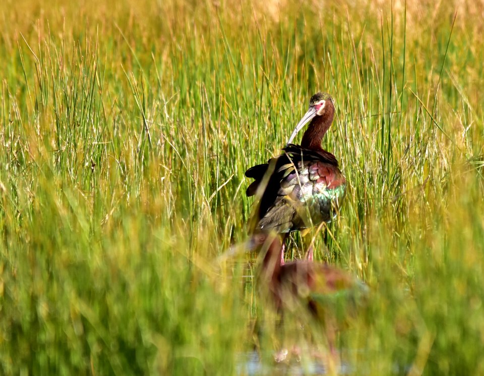 White-faced ibis at Seedskadee National Wildlife Refuge