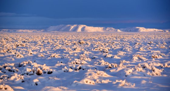 Sage steppe in winter at Seedskadee National Wildlife Refuge