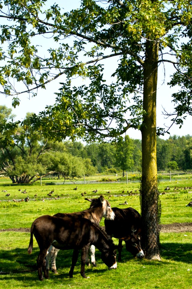African Lion Safari
