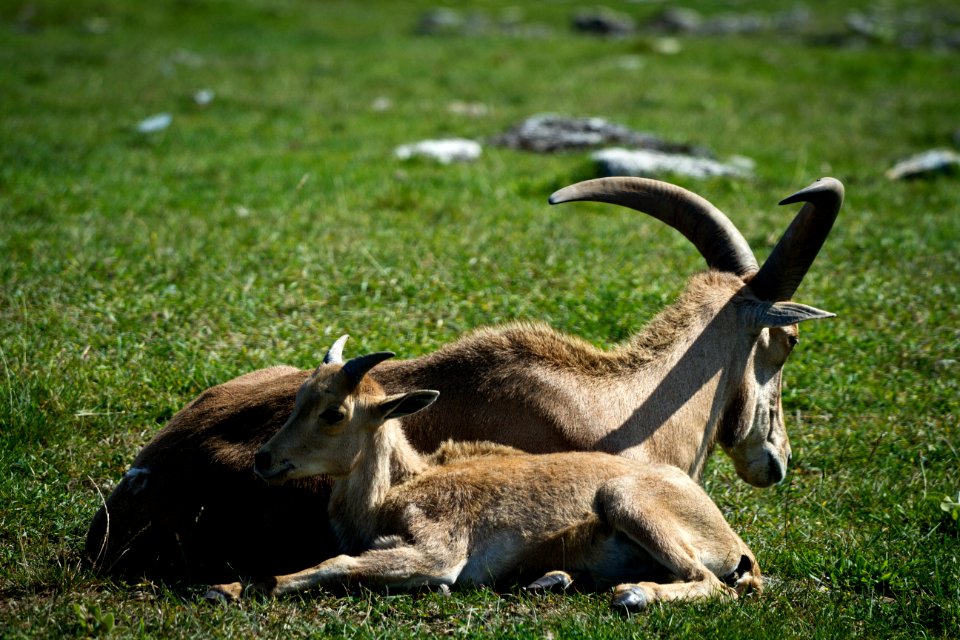 Barbary sheep