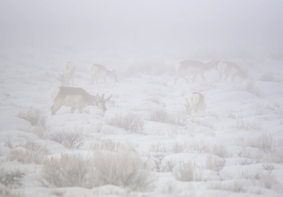 Pronghorn in a winter fog at Seedskadee National Wildlife Refuge