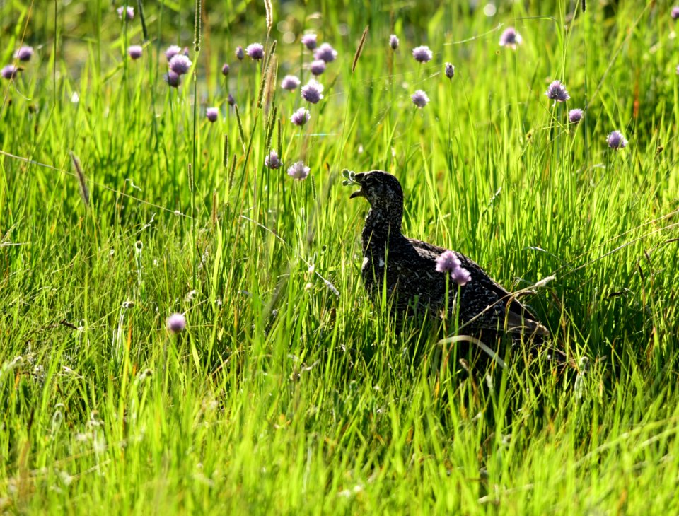 Greater sage-grouse at Arapaho National Wildlife Refuge