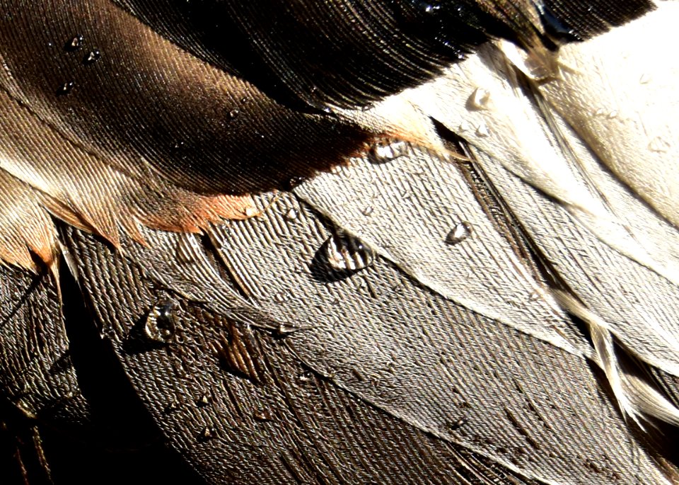 Waterfowl hunting gadwall speculum