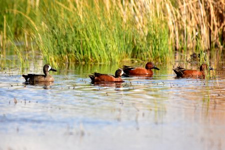 Cinnamon X blue-winged teal cross at Seedskadee National Wildlife Refuge