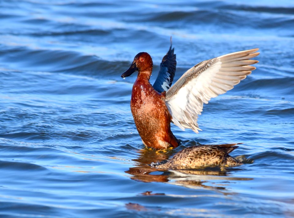 Cinnamon teal at Seedskadee National Wildlife Refuge