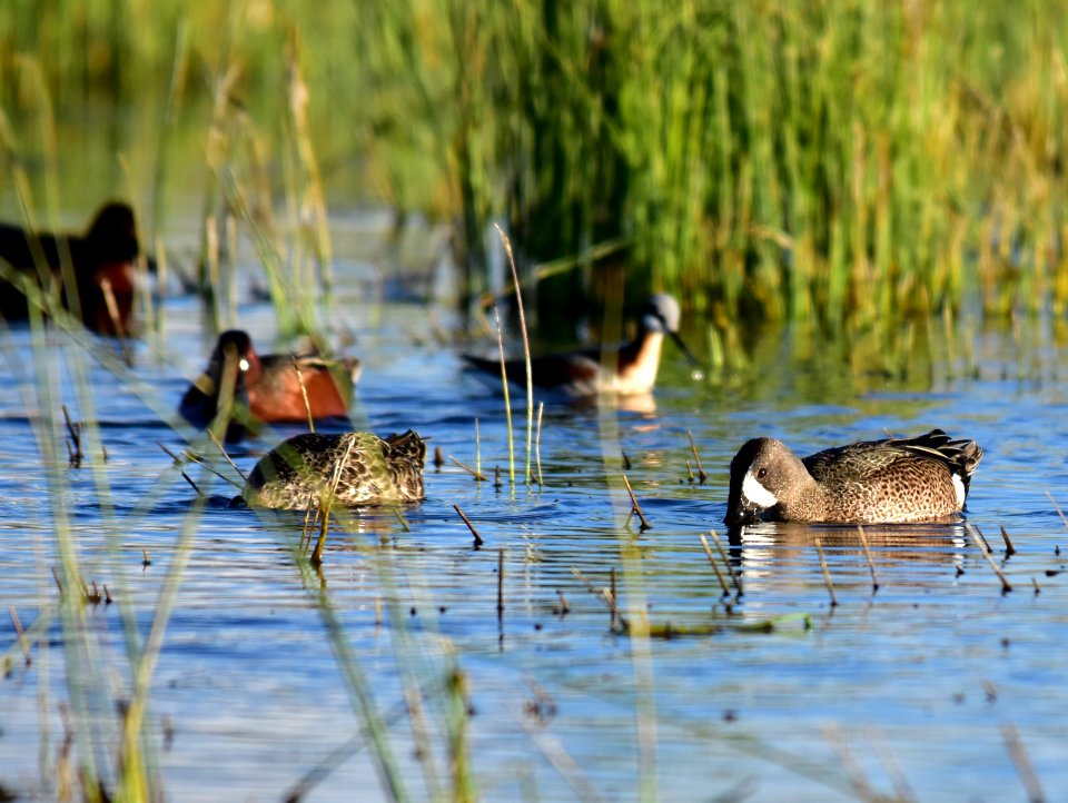 Blue-winged teal at Seedskadee National Wildlife Refuge