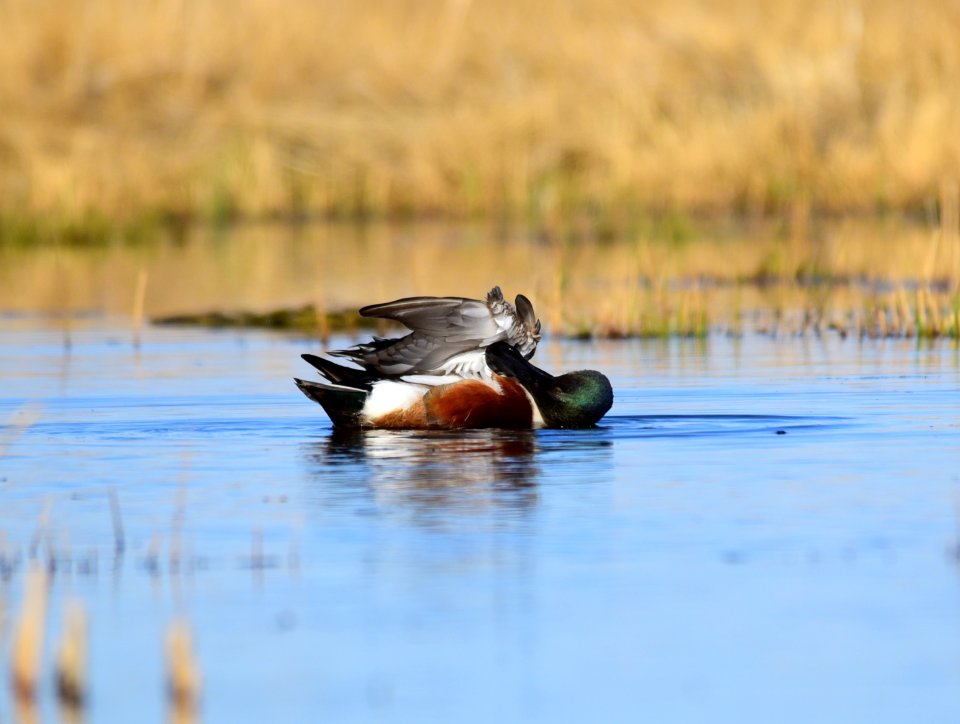 Northern shoveler on Seedskadee National Wildlife Refuge
