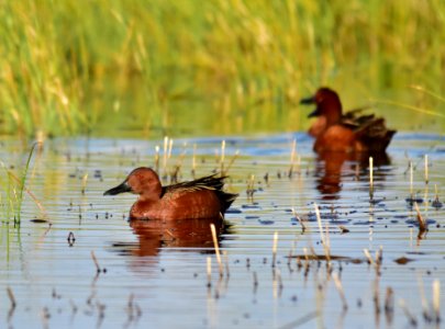 Cinnamon teal at Seedskadee National Wildlife Refuge