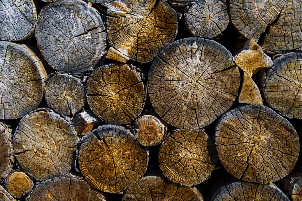 Wood logging forestry