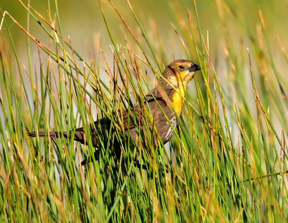 Yellow-headed blackbird at Seedskadee National Wildlife Refuge