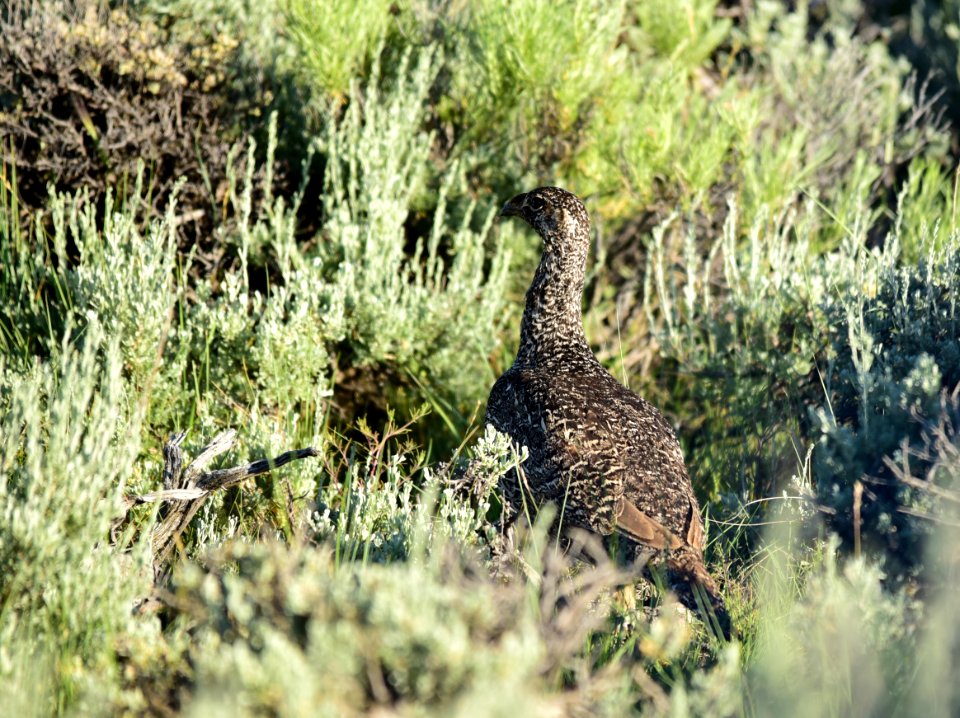 Greater sage-grouse at Arapaho National Wildlife Refuge