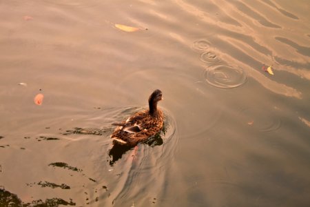 Female Mallard