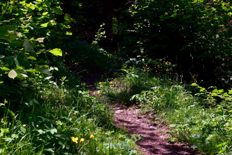 Forest path nature away