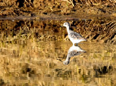 Greater yellowlegs at Seedskadee National Wildlife Refuge photo