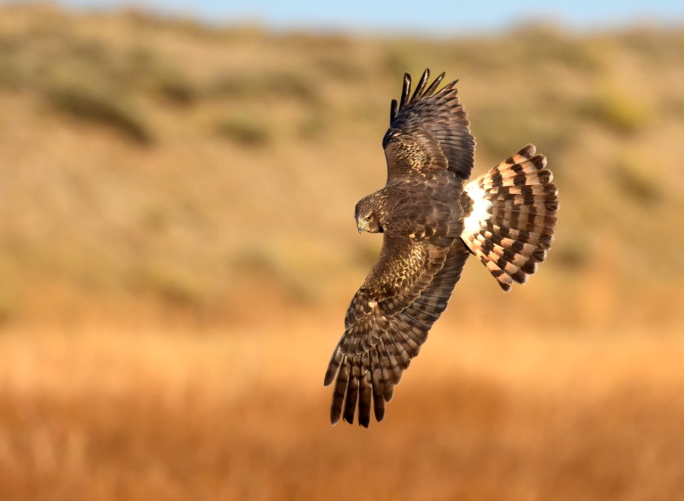 Northern harrier at Seedskadee National Wildlife Refuge