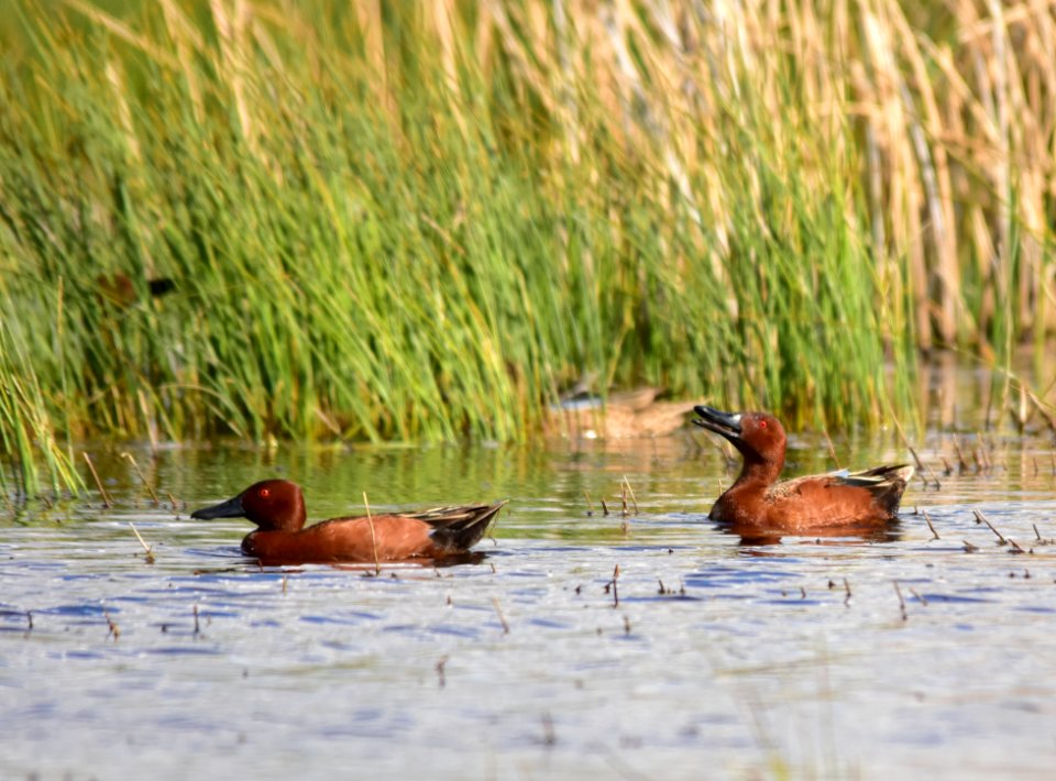 Cinnamon teal at Seedskadee National Wildlife Refuge