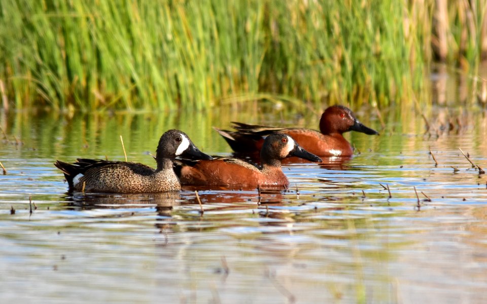 Cinnamon X blue-winged teal cross at Seedskadee National Wildlife Refuge