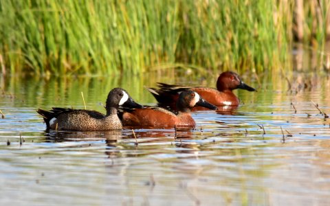 Cinnamon X blue-winged teal cross at Seedskadee National Wildlife Refuge