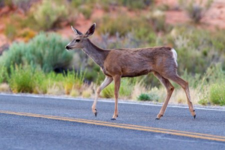 Mule Deer