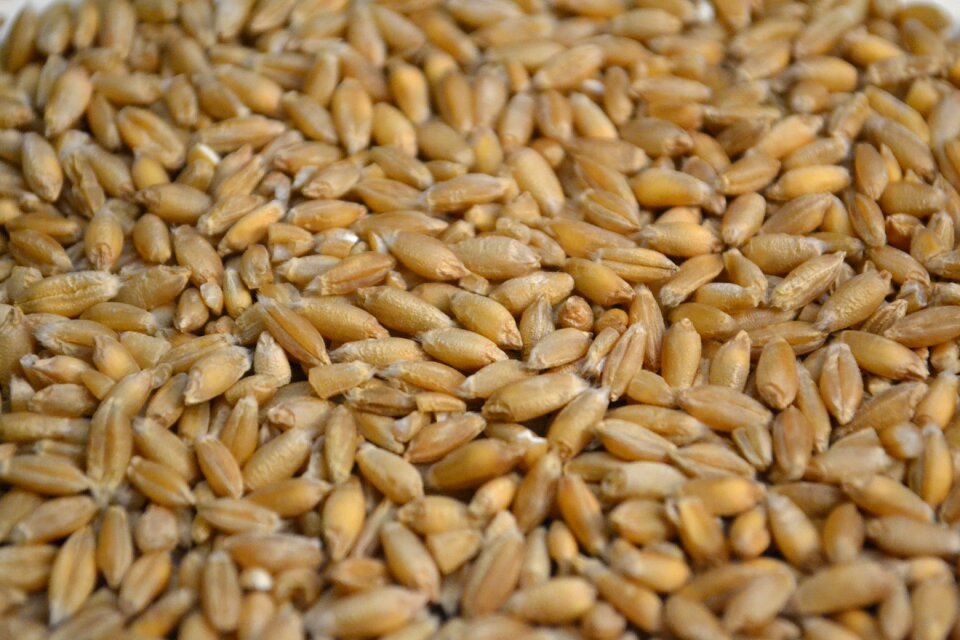Triticale organic grains