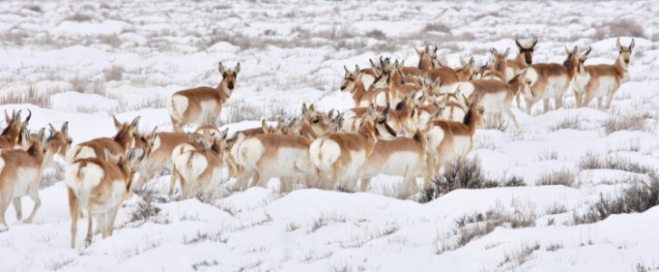 Pronghorn at Seedskadee National Wildlife Refuge