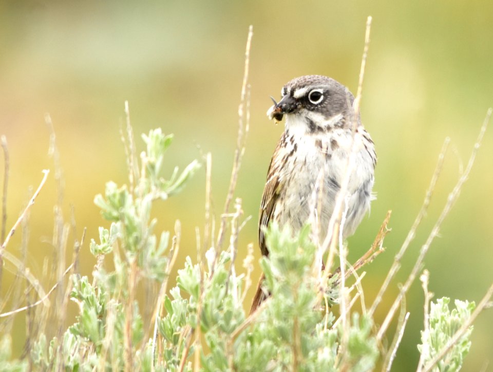 Sagebrush sparrow at Seedskadee National Wildlife Refuge