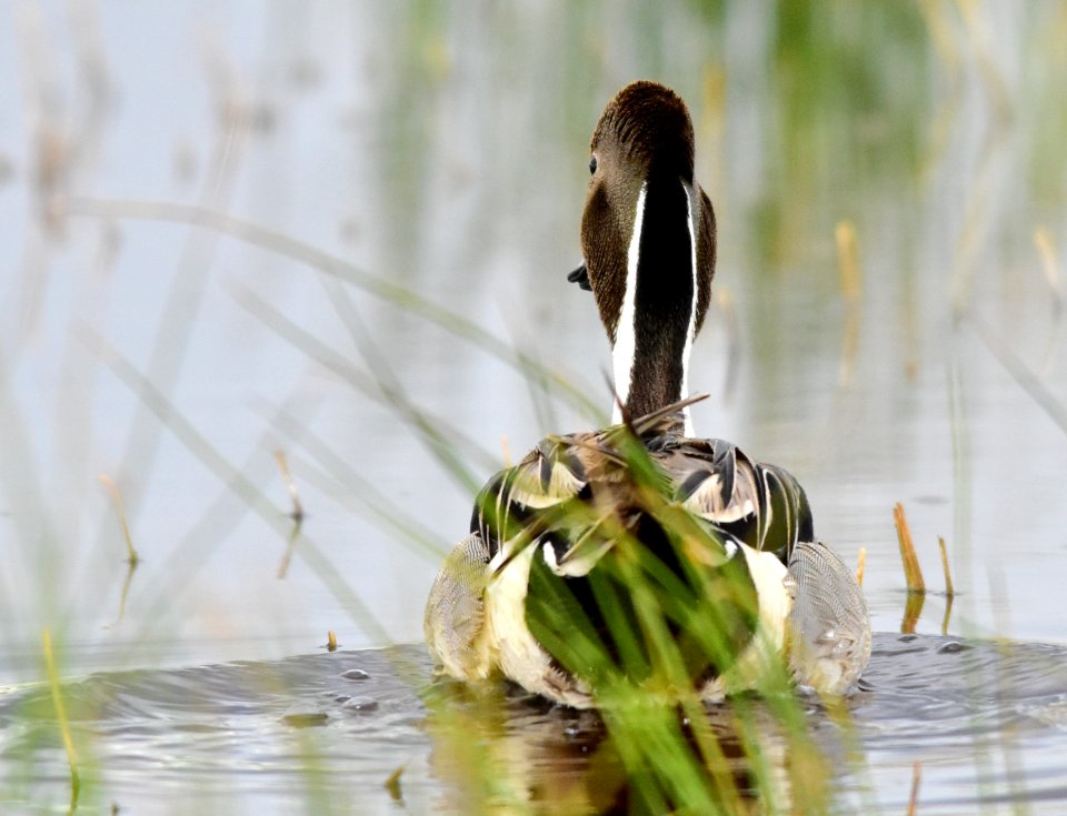 Northern pintail at Seedskadee National Wildlife Refuge