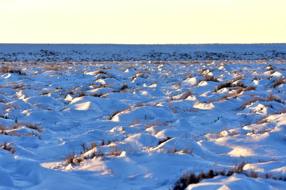 Sage Steppe in winter at Seedskadee National Wildlife Refuge