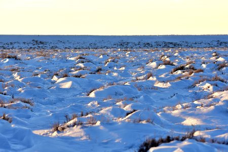 Sage Steppe in winter at Seedskadee National Wildlife Refuge