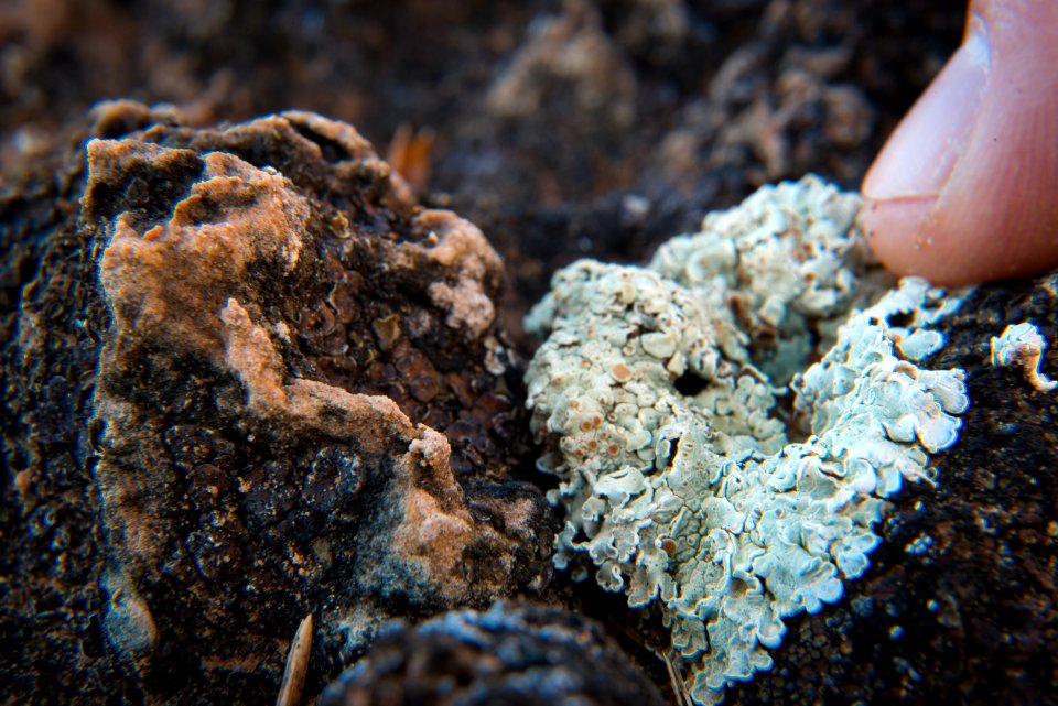 A tiny world of colorful lichens. photo