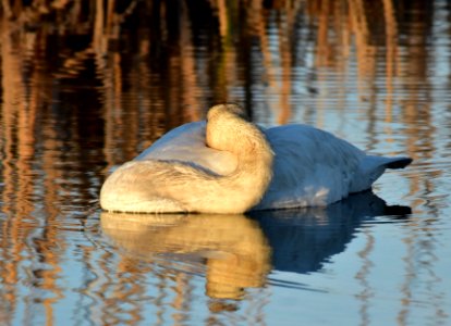 bird trumpeter swan on Seedskadee NWR 1036