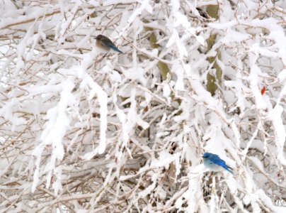 Mountain bluebirds in snow at Seedskadee National Wildlife Refuge