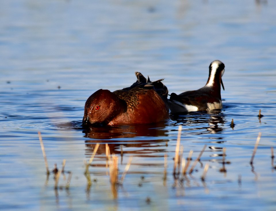 Cinnamon teal at Seedskadee National Wildlife Refuge